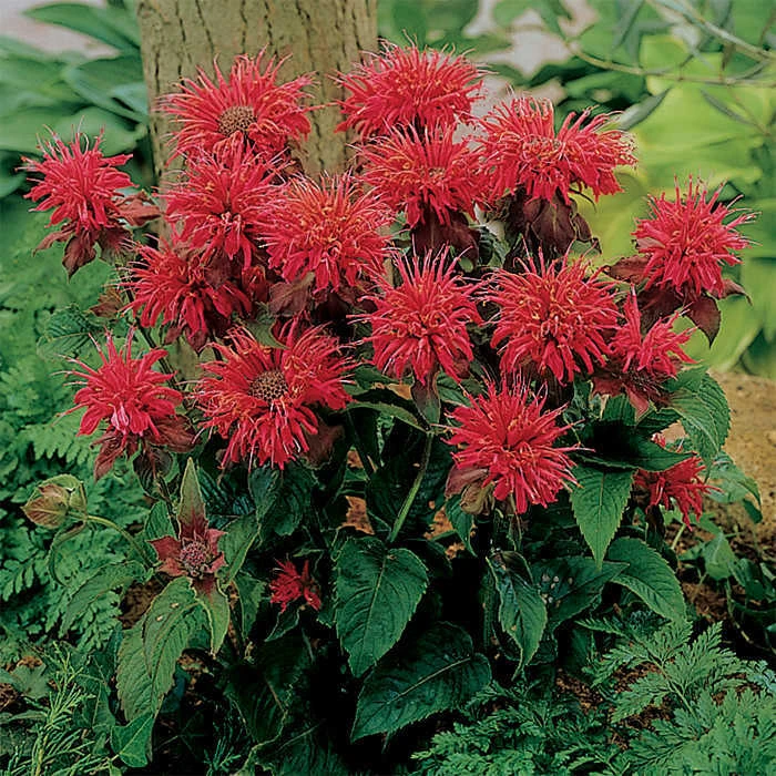 Fireball Dwarf Monarda 1 Fireball Dwarf Monarda