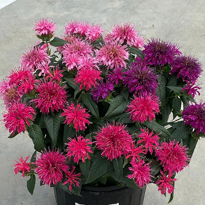 Balmy™ Tricolor Monarda 1 Balmy™ Tricolor Monarda