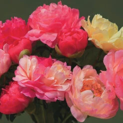 Coral Sunset Peony