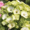 Orchid Green Phlox