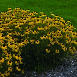 American Gold Rush Rudbeckia