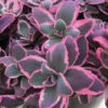 Sunsparkler® 'Dream Dazzler' Sedum