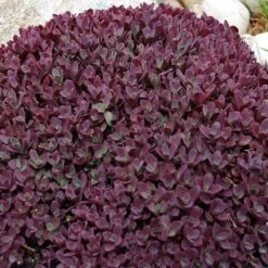 Sunsparkler® Firecracker Sedum