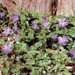 Bowles Variety Vinca