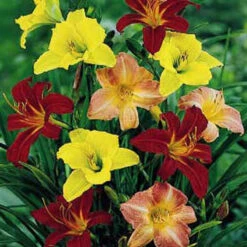 Mini Daylily Mix