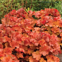Northern Exposure™ Amber Heuchera