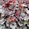 Northern Exposure™ Silver Heuchera