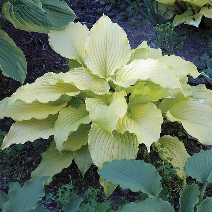 Dancing Queen Hosta 1 Dancing Queen Hosta