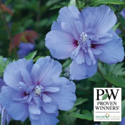 Blue Chiffon® Hibiscus