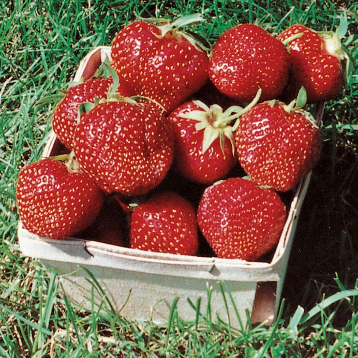 Ozark Beauty Everbearing Strawberry 1 Ozark Beauty Everbearing Strawberry