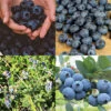 Northern Blueberry Offer #2
