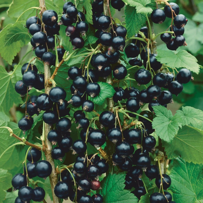 Consort Black Currant 1 Consort Black Currant