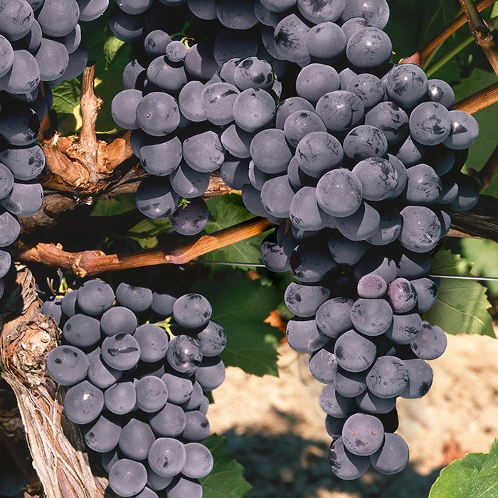 St Theresa Seedless Grape 1 St Theresa Seedless Grape