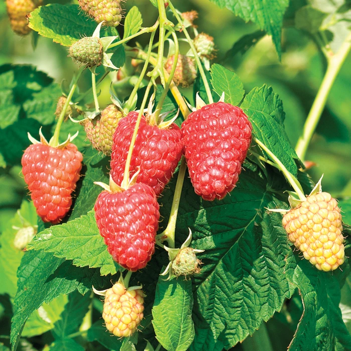 Joan J Fall Bearing Raspberry 1 Joan J Fall Bearing Raspberry