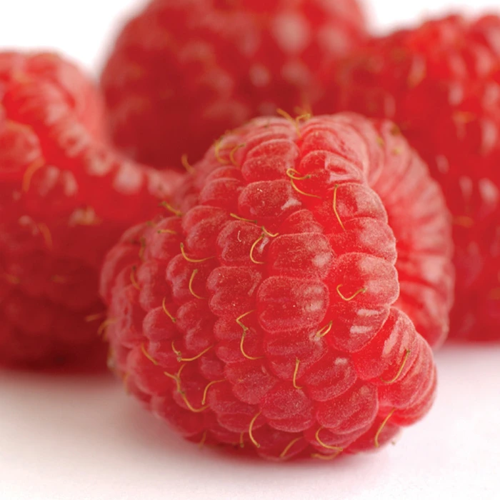 Heritage Fall Bearing Raspberry 1 Heritage Fall Bearing Raspberry