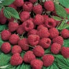 Killarney Summer Bearing Raspberry