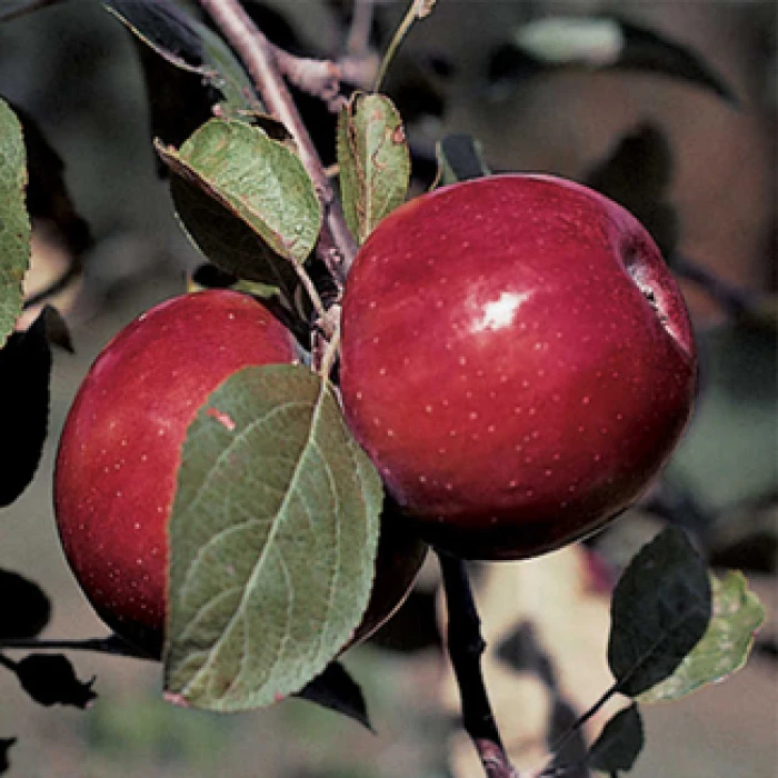 RubyMac® Mcintosh Semi Dwarf Apple 1 RubyMac® Mcintosh Semi Dwarf Apple