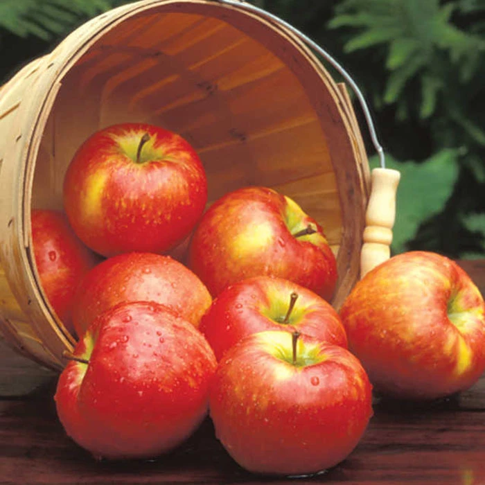 Honeycrisp™ Standard Apple 1 Honeycrisp™ Standard Apple