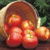 Honeycrisp&trade; Dwarf Apple