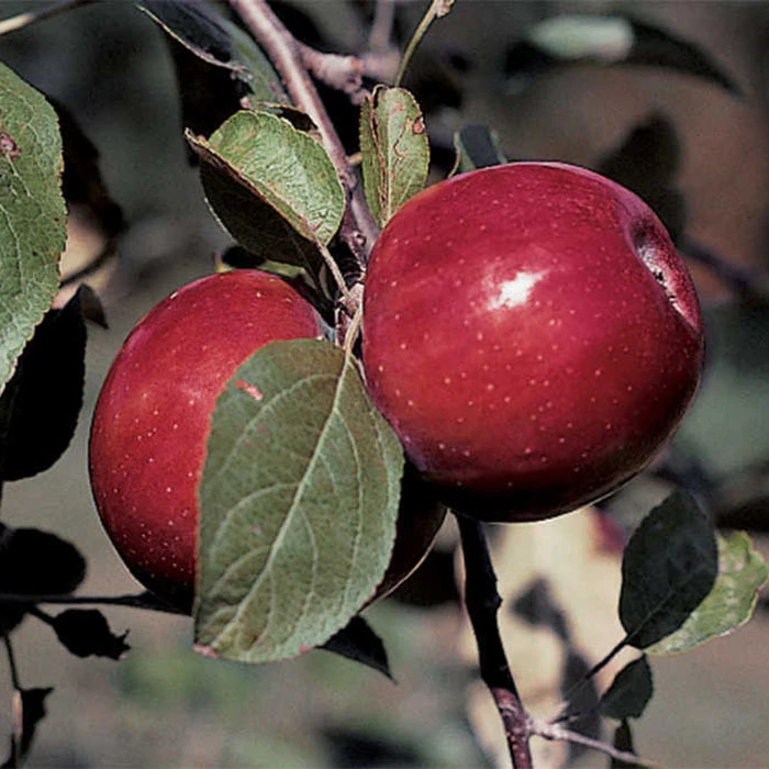 RubyMac® Mcintosh Dwarf Apple 1 RubyMac® Mcintosh Dwarf Apple