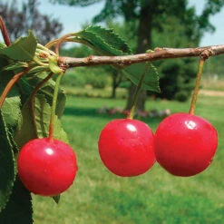 Montmorency Dwarf Pie Cherry