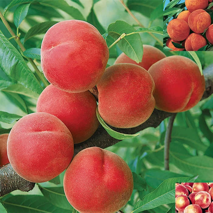 Hardy Peach Tree Offer 1 Hardy Peach Tree Offer