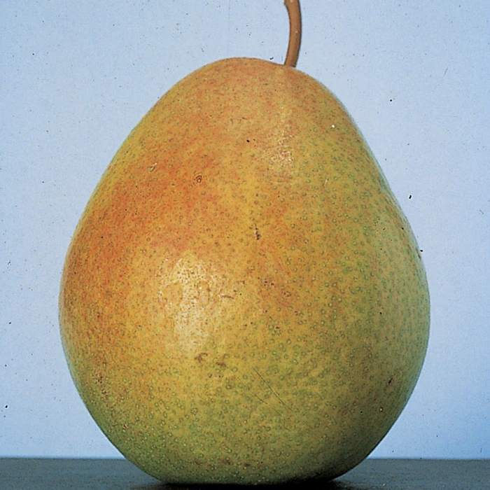 Flemish Beauty Dwarf Pear 1 Flemish Beauty Dwarf Pear