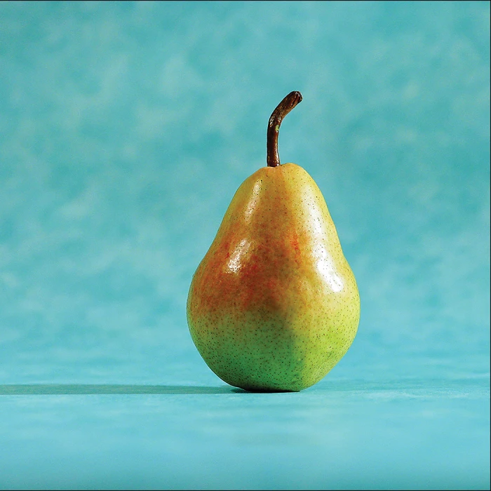 Potomac Dwarf Pear Tree 1 Potomac Dwarf Pear Tree