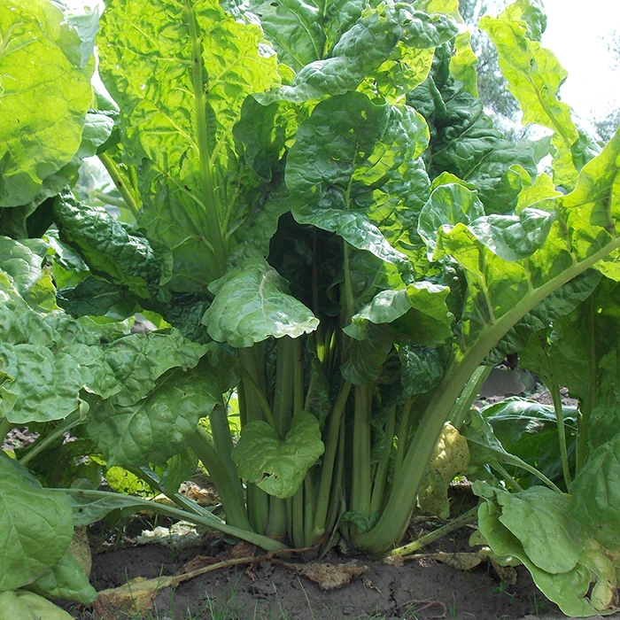 Lucullus Swiss Chard 1 Lucullus Swiss Chard