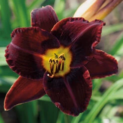 Dominic Daylily