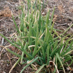 Topsetting Winter Multiplier Onions