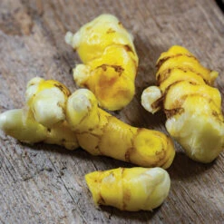 White Turmeric