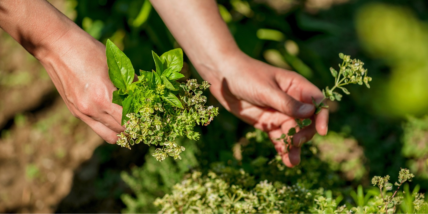 Cheap Floriaze Store -Cheap Floriaze Store PLP kruidenzaden